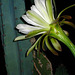 Cereus Bloom (2848)