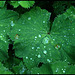 Wassertropfen auf Blatt / Waterdrops and leaves