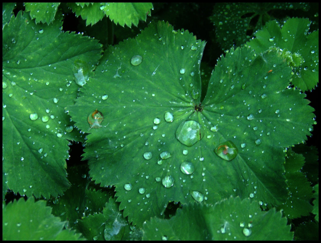Wassertropfen auf Blatt / Waterdrops and leaves