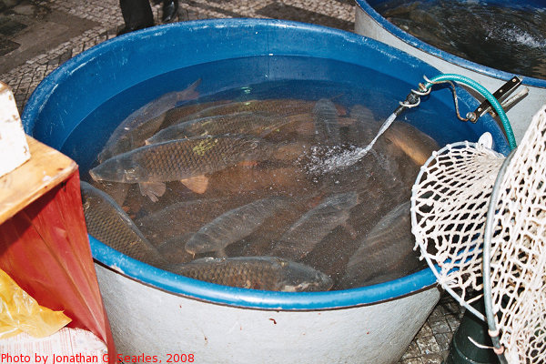 Christmas Carp on Spalena, Prague, CZ, 2008