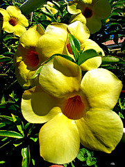 Gelbe Blüten auf La Palma
