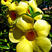 Gelbe Blüten auf La Palma