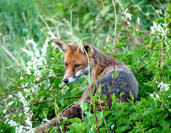 Fox Resting on top of a Hedge