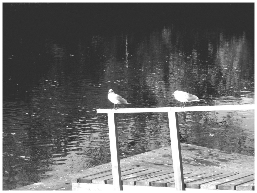 Mouettes en pause - Seagulls break  /  Ängelholm / Suède - Sweden .  23 octobre 2008 - En noir et blanc - B & W
