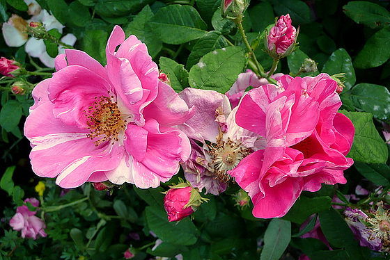 Rosen im Rosengarten - Rathen