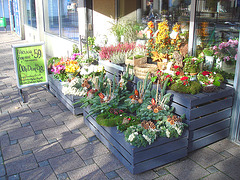 Étalage de plantes et fleurs à la suédoise /  Härliga buketter ortideer flowers sidewalk display -  Ängleholm / Suède- Sweden - 23 0ctobre 2008