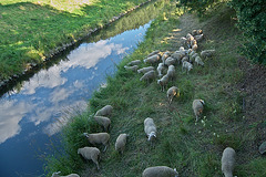 Schafe am Fluß