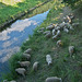 Schafe am Fluß