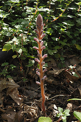 PIP: Behaarte Sommerwurz (Orobanche pubescens)