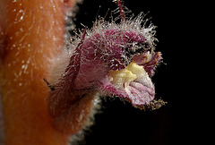 Behaarte Sommerwurz - Macro (Orobanche pubescens)