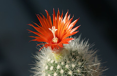 une fleur de mes cactus