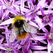 Allium with Bee