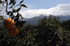Orangen und Schneeberge