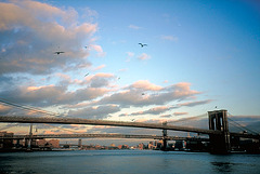 IMG0083 N.Y. Brooklyn Bridge