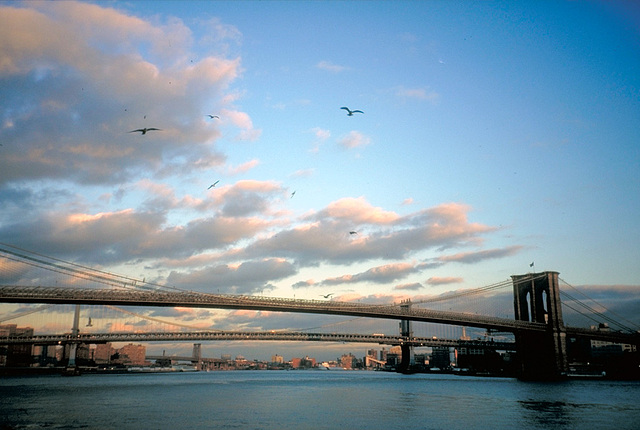 IMG0083 N.Y. Brooklyn Bridge