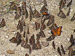 Butterflies (0238)