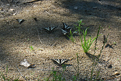 Butterflies (2591)