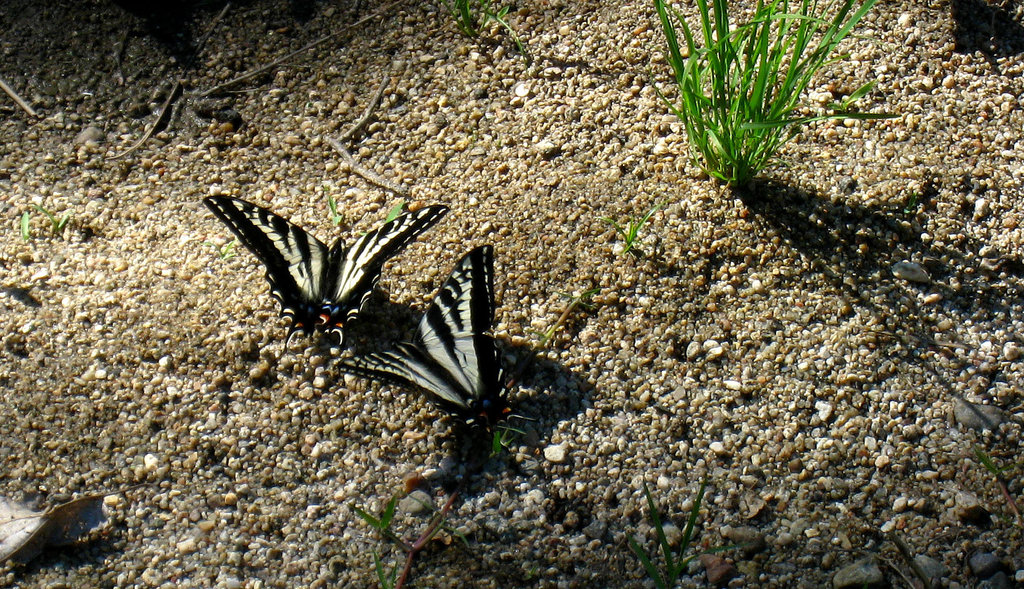 Butterflies (2592)