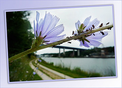 Flower with vistors (*Wegwarte* Blume 2009)