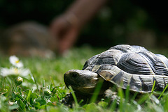 Turtle compagny "little"