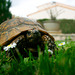 Turtle compagny "pâquerette paradise"