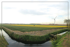 fields of st. Maartenszee