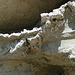 Above Termite Holes (4062)