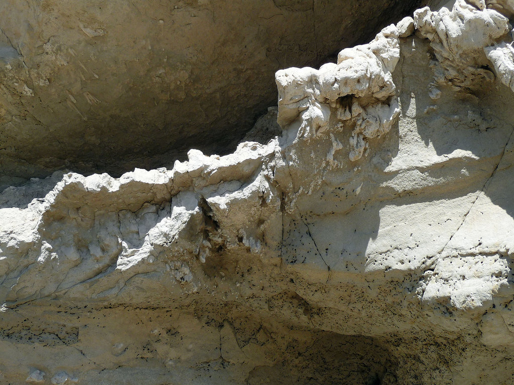 Above Termite Holes (4062)