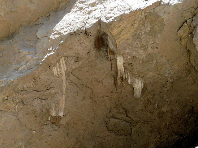 Above Termite Holes (4063)
