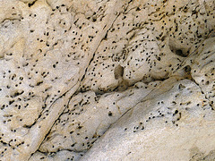 Termite Holes (4061)