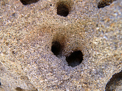 Termite Holes (4064)