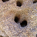 Termite Holes (4064)