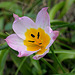 Felsentulpe (Tulipa saxatilis)