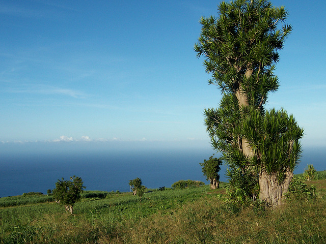 Bois de Chandelle, île de la Réunion Bois de Chandelle, île de la Réunion
