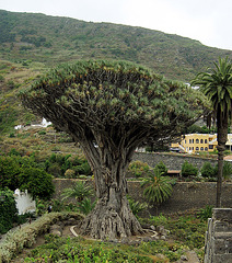 Dragon Tree, Espagne
