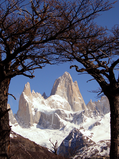Cerro Fitz Roy framed trees, Chili Cerro Fitz Roy framed trees, Chili