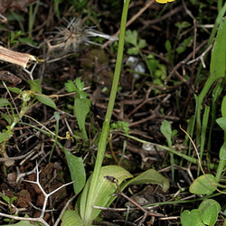 PIP Phrygana-Ragwurz (Ophrys phryganae)