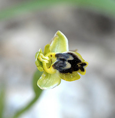 Phrygana-Ragwurz (Ophrys phryganae) 1