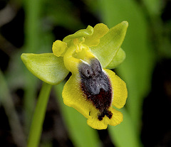 Phrygana-Ragwurz (Ophrys phryganae) 2