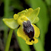 Phrygana-Ragwurz (Ophrys phryganae) 2