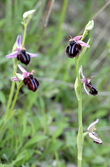 PIP Spruners Ragwurz (Ophrys spruneri)