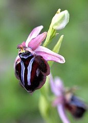 Spruners Ragwurz (Ophrys spruneri) 1