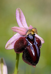 Spruners Ragwurz (Ophrys spruneri) 2
