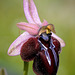 Spruners Ragwurz (Ophrys spruneri) 2