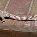 Lizard (4075)