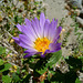 Aster (4066)
