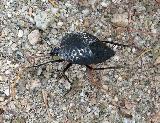 Bug (4056)
