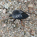Bug (4056)