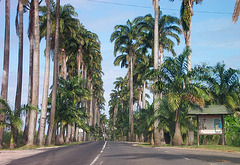 Allée Dumanoir, Capesterre, Guadeloupe