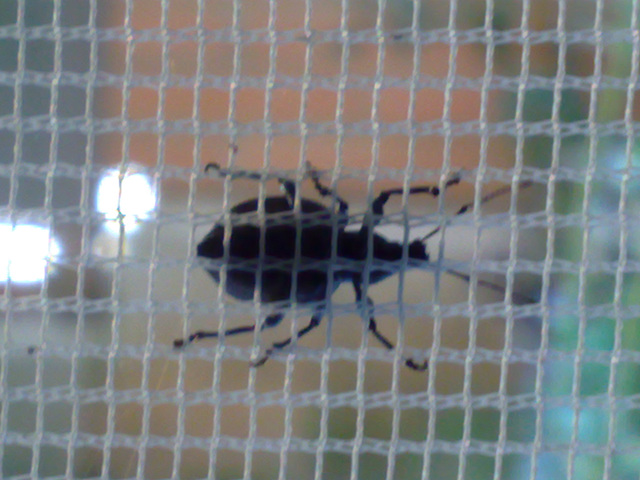 Insecto tras la mosquitera. Insecto tras la mosquitera.